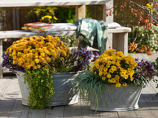 Old zinc sinks planted with chrysanthemum