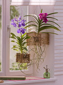 Vanda orchids in home-made bamboo basket