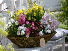 Basket with spring bloomers-Narcissus 'Tete a Tete', Bellis