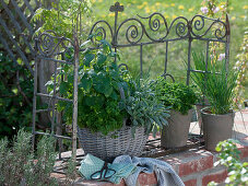 Pots and basket planted with herbs on brick wall