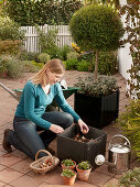 Planting tubs with tulips in autumn