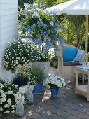 Blue-white terrace in partial shade