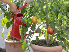 Pouring of Lycopersicon 'Oxheart' syn. 'Fourstar F1' (tomato)