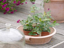 Rose cuttings in small pots, seed bell