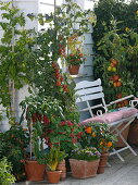 Naschterrasse mit Tomaten und Paprika