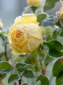 Rosa 'Sunlight Romantica' (Rose von BKN-Strobel), gelbe Beetrose