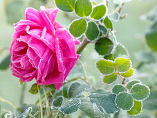 Rosa 'Chartreuse De Parme', fragrance rose, often flowering