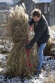 Man ties Miscanthus (miscanthus) together