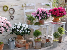 Rhododendron simsii (indoor azalea), Myrtus communis (myrtle)