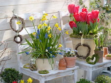 Bunte Frühlingsterrasse: Tulipa 'Couleur Cardinal' (Tulpen), Narcissus