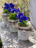 Viola cornuta (horned violet) in rustic pots, Betula branches