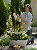 Frau schmückt weiß - gelb bepflanzte Schale mit Hartriegel österlich