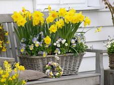 Spring basket with Narcissus 'Dutchmaster' and 'Pinza', Viola 'Etain'