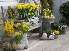 Easter Terrace with Forsythia 'Lynwood Gold', Narcissus