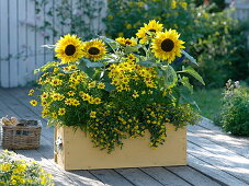 Yellow box with Helianthus, Coreopsis 'Gold Nugget'