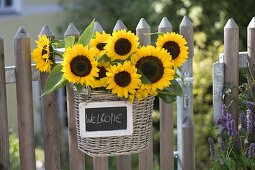 Sonnenblumen als Willkommensgruß am Gartentor