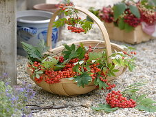 Basket of freshly picked edible rowanberries (Sorbus edulis)