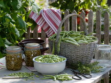 Canning beans, freshly harvested and cut fire beans