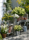 White-yellow terrace-Argyranthemum 'Sole Mio', Nicotiana