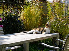 Katze Minka sonnt sich auf Tisch