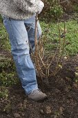 Planting forsythia (gold bells) with exposed roots