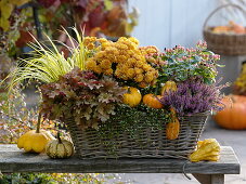 Autumn magic in basket with Chrysanthemum 'Kipli'