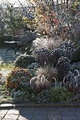 Überfrorenes Herbstbeet mit Stauden und Gräsern