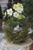 ChristRose in planter made of pine needles