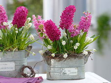 Hyacinthus 'Jan Bos' 'Pink Pearl' (Hyazinthen), Muscari 'White Magic'