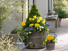 Replant wooden barrel with a buxus cone in spring