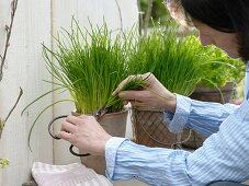 Cutting chives
