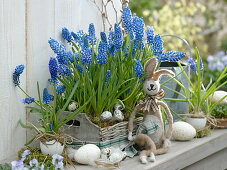 Muscari 'Big Smile' in Basket Box, Miniature Greenhouse