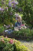 Mädchen pflückt Strauß im Frühlingsgarten, Aquilegia (Akelei), Viola cornuta