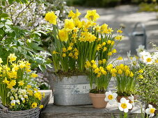 Narcissus 'Yellow River' 'Tete a Tete', Narcissus 'Golden Bells'