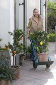 Frau fährt Citrus limon (Zitrone) mit Sackkarre auf die Terrasse