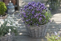 Spanish lavender 'Papillon' (Lavandula stoechas), Argyranthemum