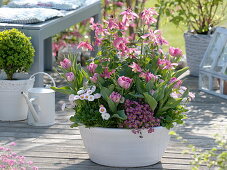 White bowl with Aquilegia 'Spring Magic' (columbine), Tulipa 'Peach Blossom'