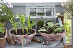 Vegetable seedlings grown in trays