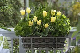Korbkasten mit Tulipa (Tulpen), Schnittlauch (Allium schoenoprasum)