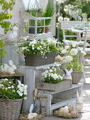 White Easter Terrace with Bellis, Saxifraga arendsii