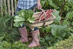 Harvest of rhubarb in early summer