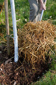 Mulching tree pulp with straw