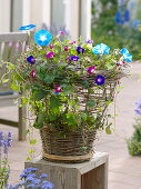 Make yourself wicker basket for climbing plants