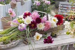 Wooden basket with freshly cut dahlia and miscanthus