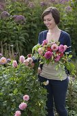 Young woman cutting Dahlia blossoms for late summer bouquet