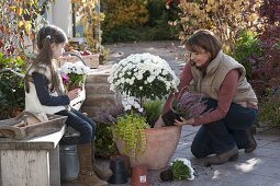 Woman planting terracotta pots with white chrysanthemum stems