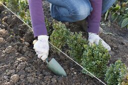 Planting a box hedge