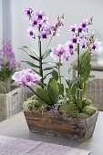 Dendrobium 'Polar Fire', Phalaenopsis 'Antwerp' (Orchid)