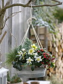 Winter hardy hanging zing container planted with Helleborus niger