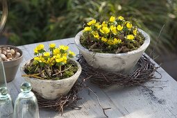 Eranthis hyemalis in conical bowls, betula wreaths